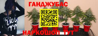 прущие крисы Новозыбков